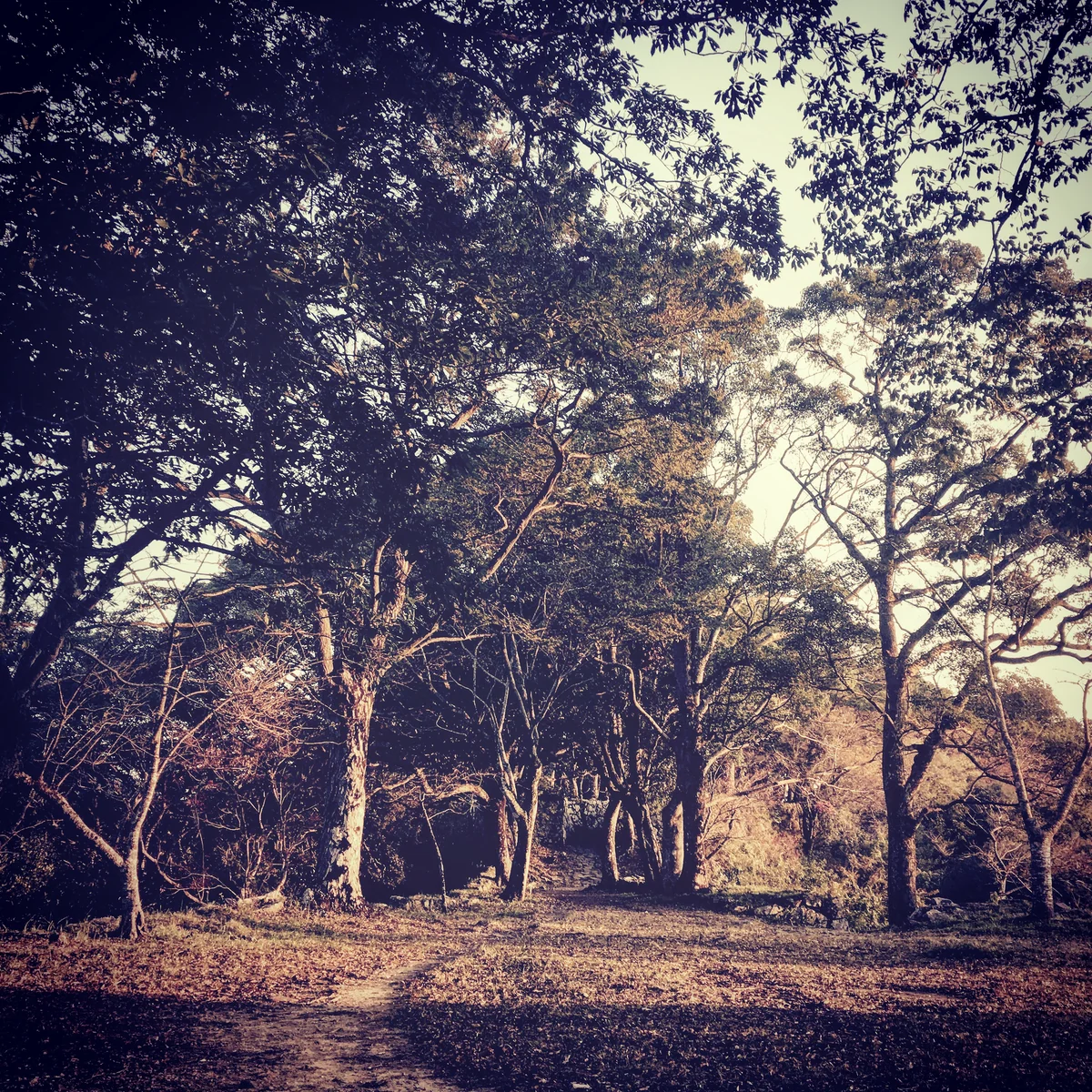 投稿写真：佐伯城