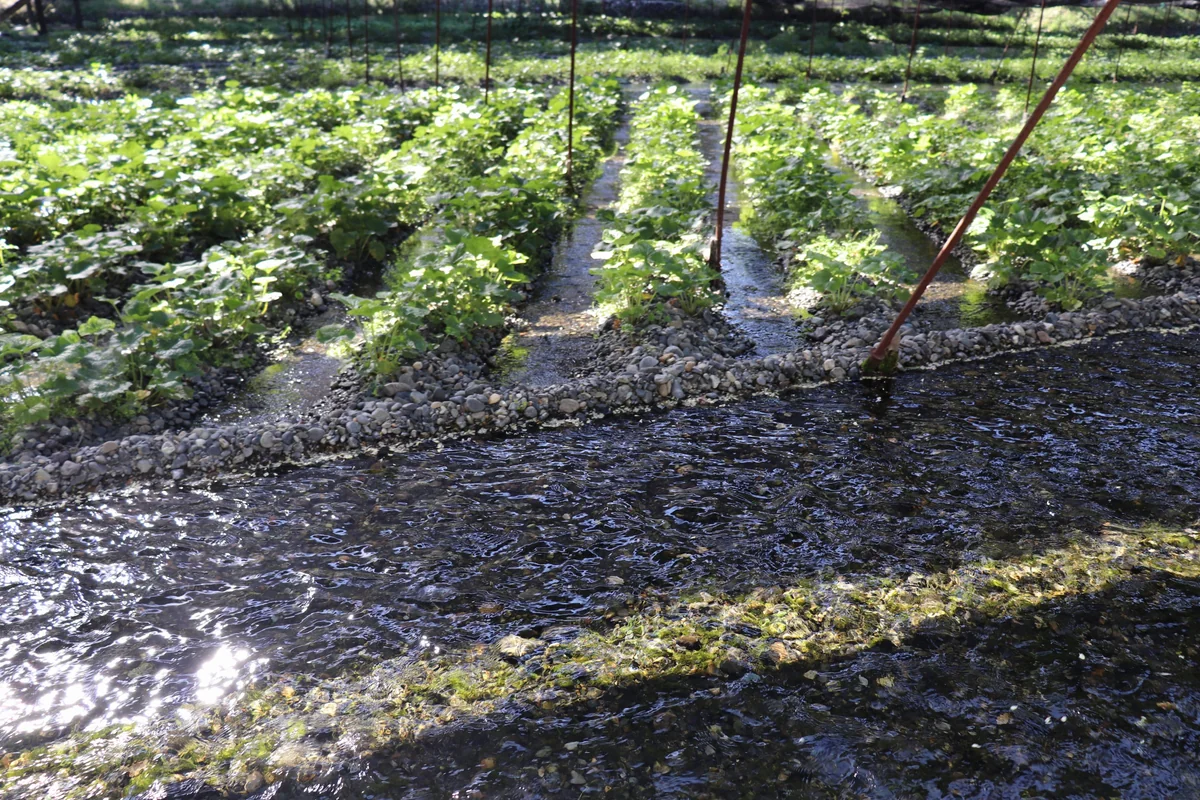 投稿写真：大王わさび