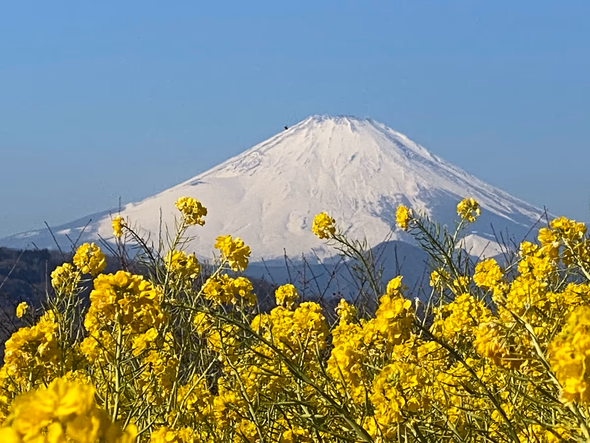 投稿写真：雪化粧