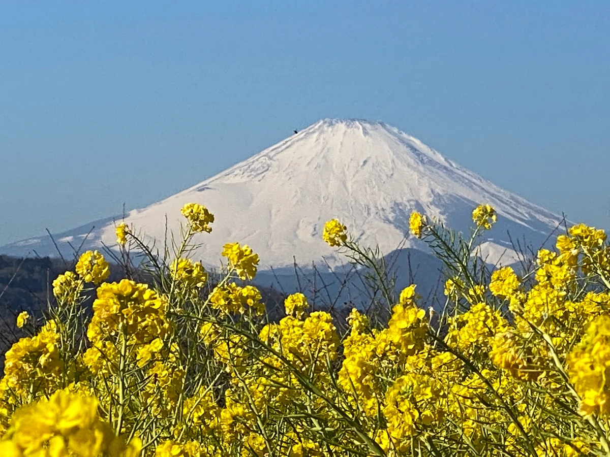 投稿写真：雪化粧
