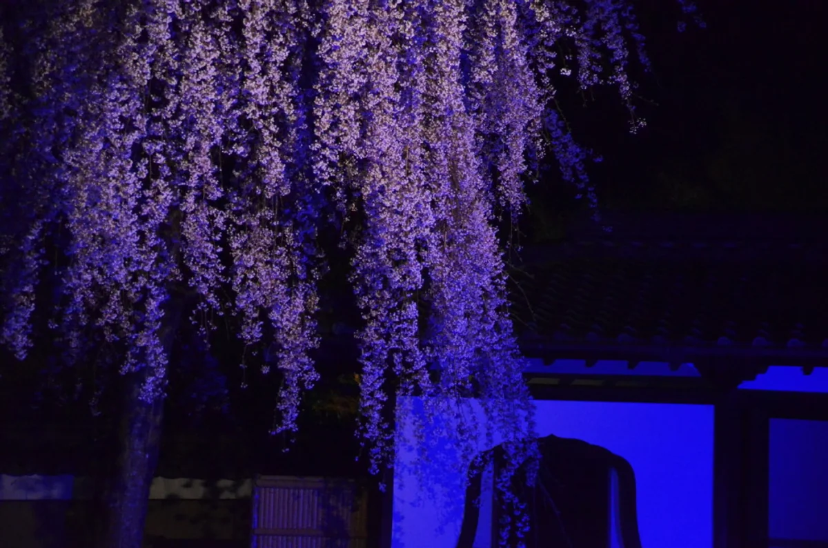 投稿写真：京都高台寺　闇夜の枝垂桜