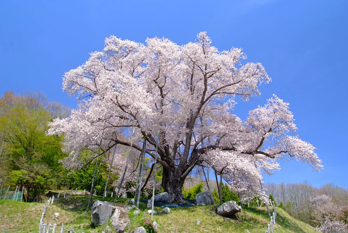 投稿写真：生きよ