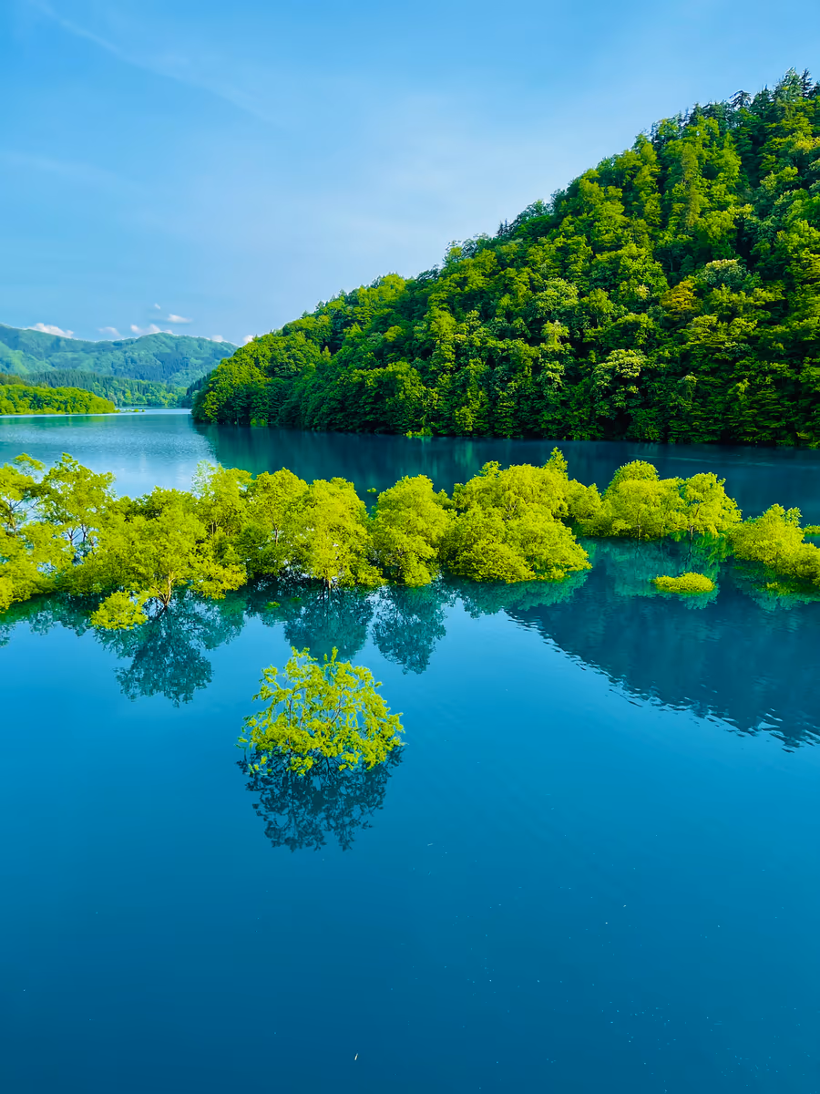 投稿写真：秋扇湖の水没林