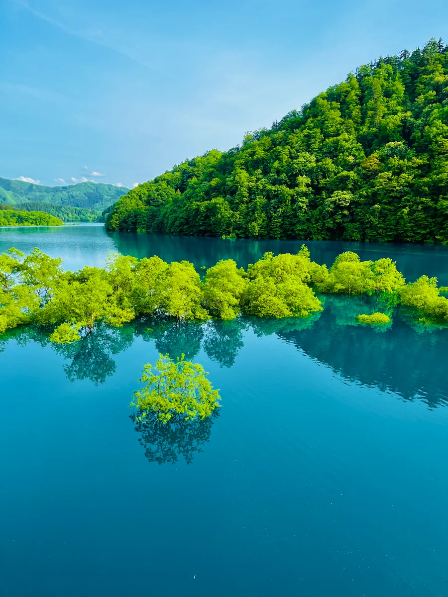 投稿写真：秋扇湖の水没林