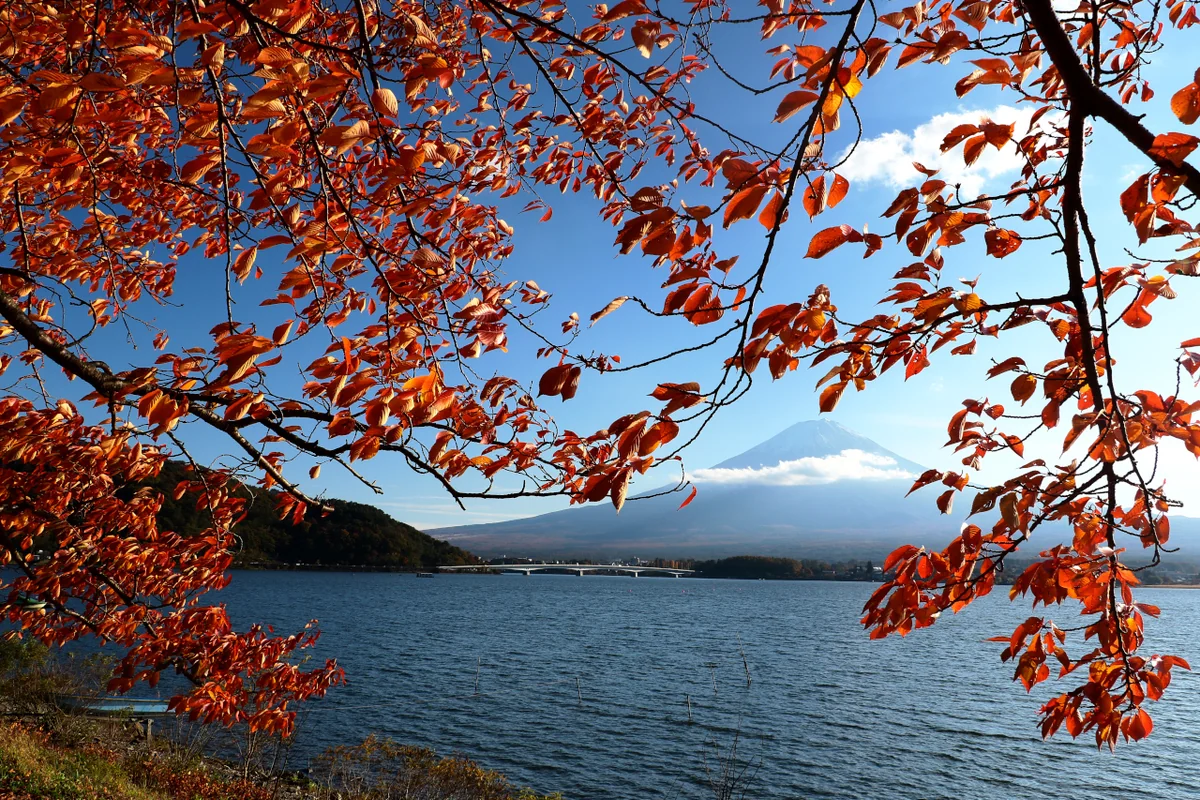 投稿写真：秋に染まる富士