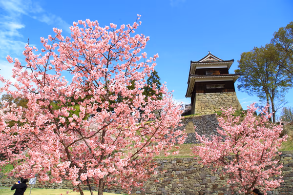 投稿：見事な上田城の桜