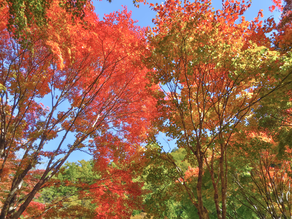 投稿写真：もみじのトンネルの紅葉
