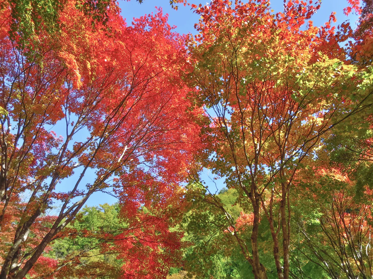 投稿写真：もみじのトンネルの紅葉