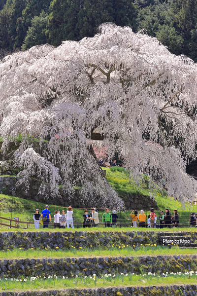 投稿：又兵衛桜(本郷の瀧桜)