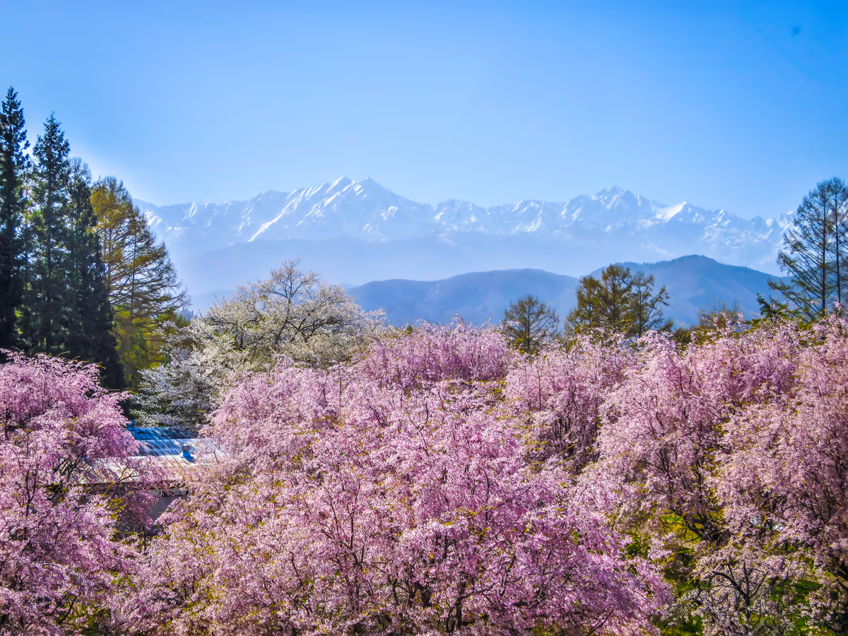 投稿写真：満開の桜と残雪の鹿島槍ヶ岳・五竜岳