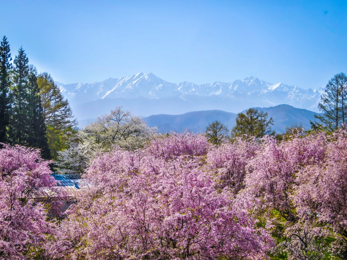 投稿写真：満開の桜と残雪の鹿島槍ヶ岳・五竜岳