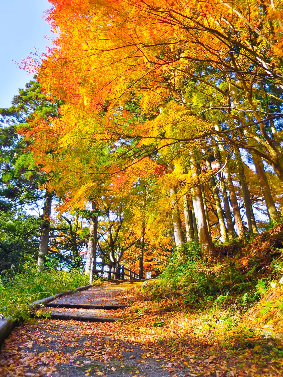 投稿写真：紅葉の小路