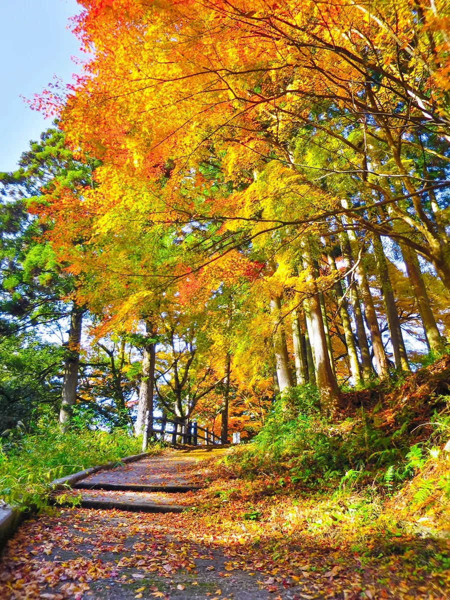 投稿写真：紅葉の小路