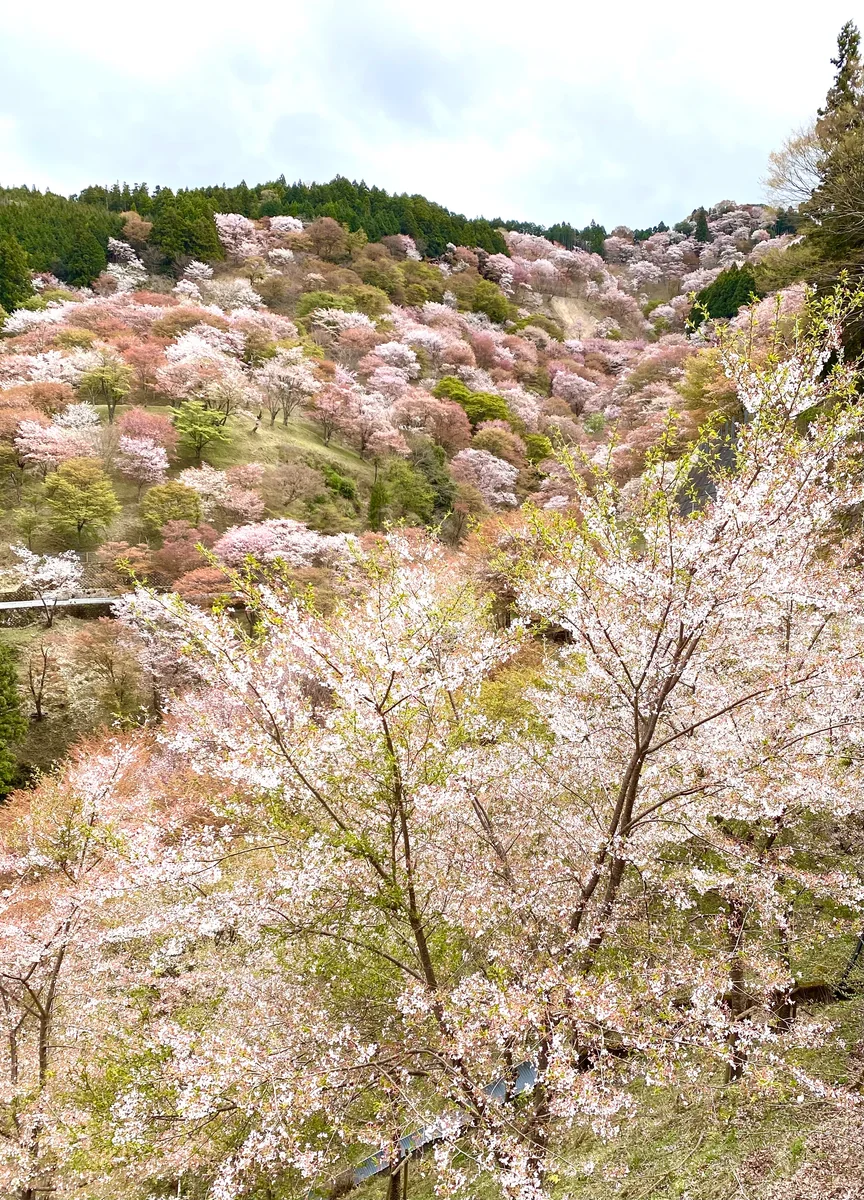 投稿写真：滝桜