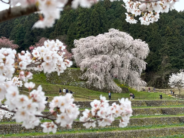 投稿：又兵衛桜