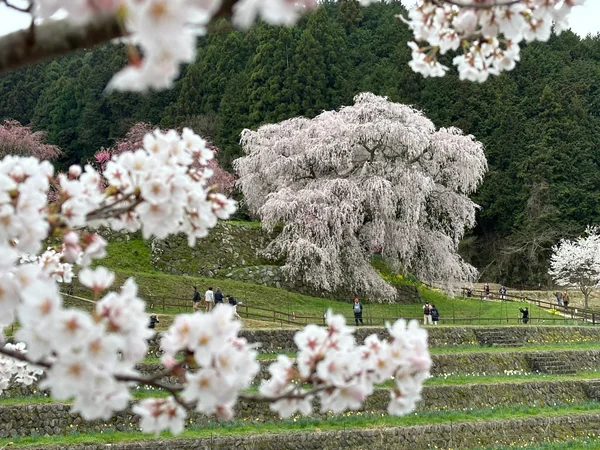投稿：又兵衛桜