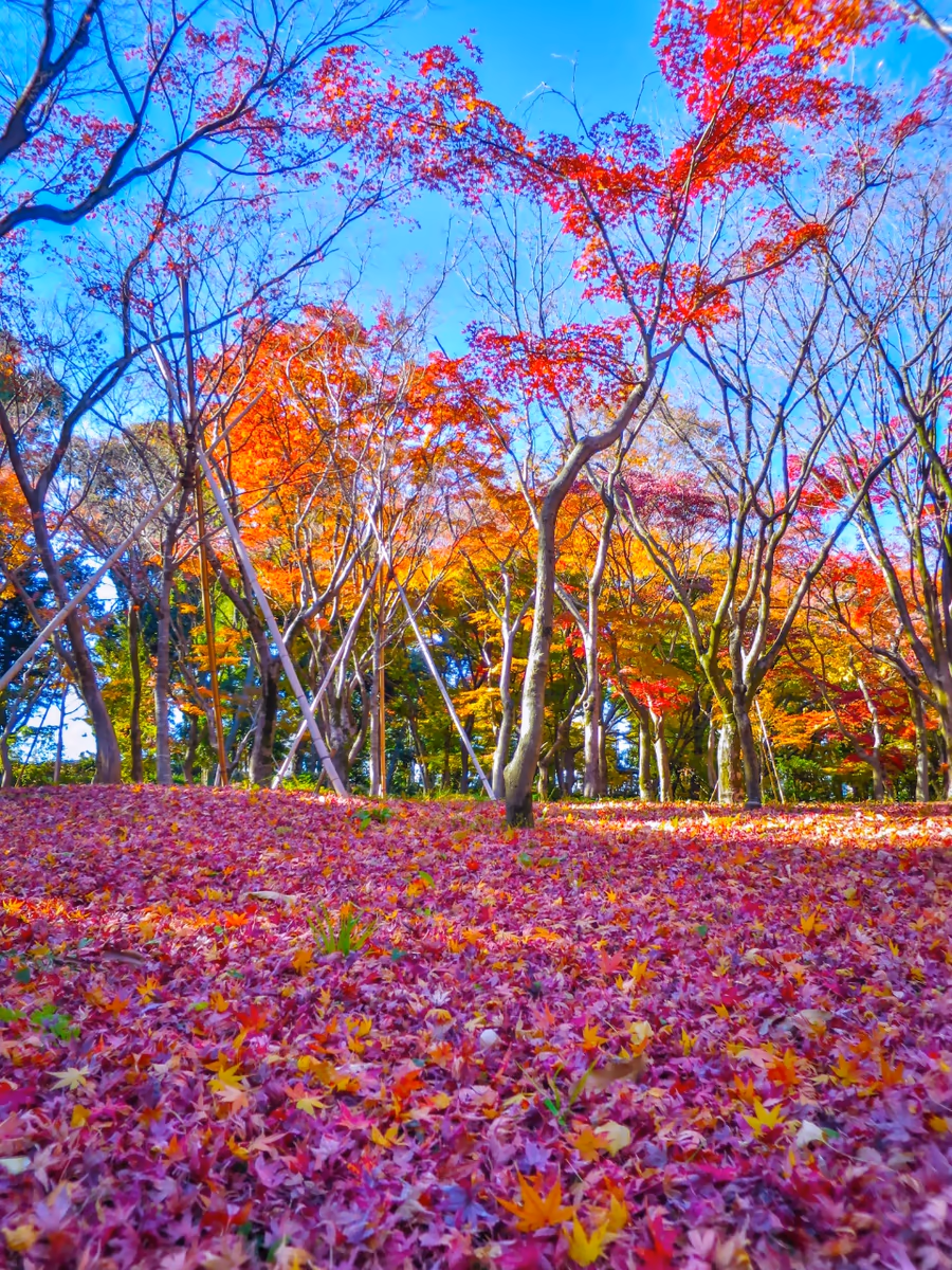 投稿写真：青空に映えるモミジの紅葉と落ち葉