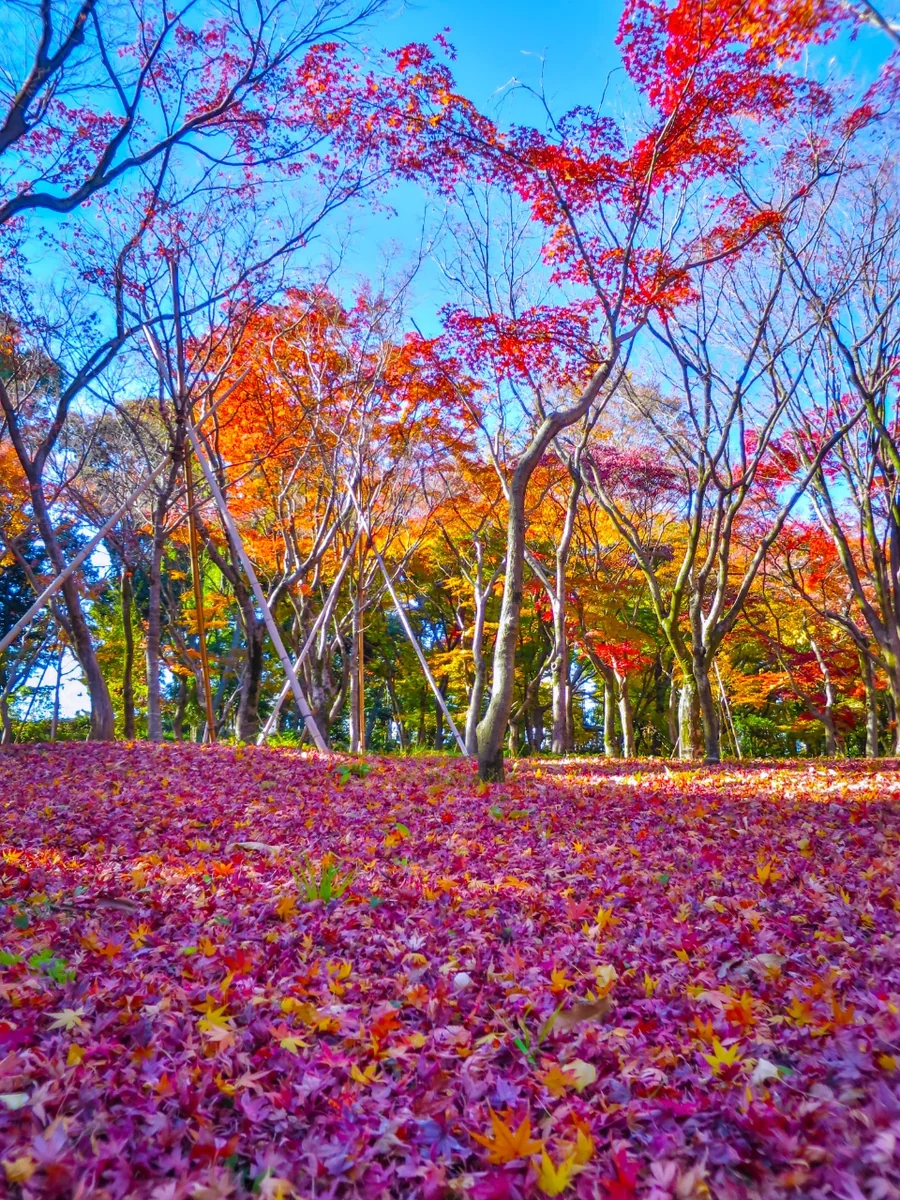 投稿写真：青空に映えるモミジの紅葉と落ち葉