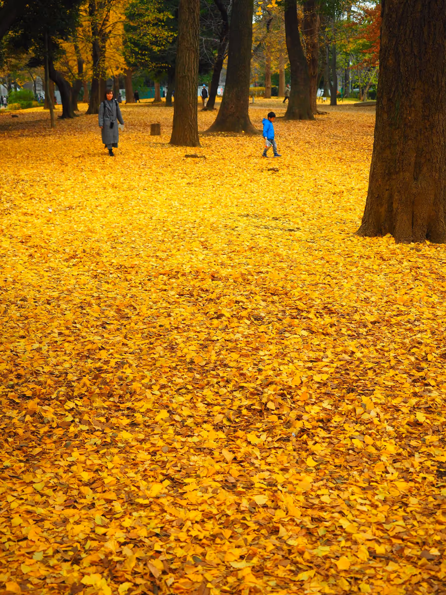 投稿写真：秋の公園