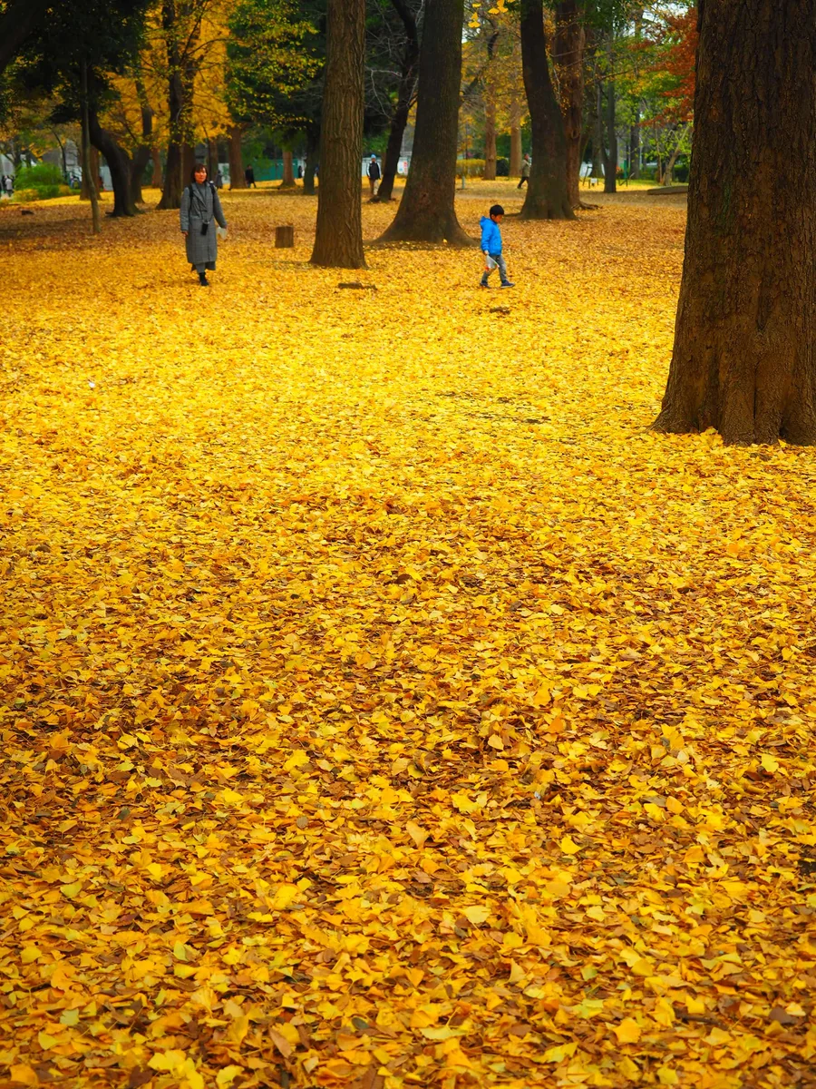 投稿写真：秋の公園