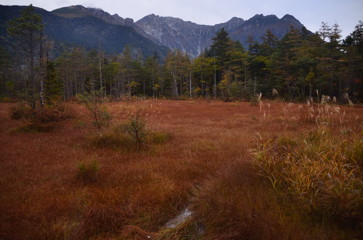 投稿写真：上高地　田代湿原の草紅葉