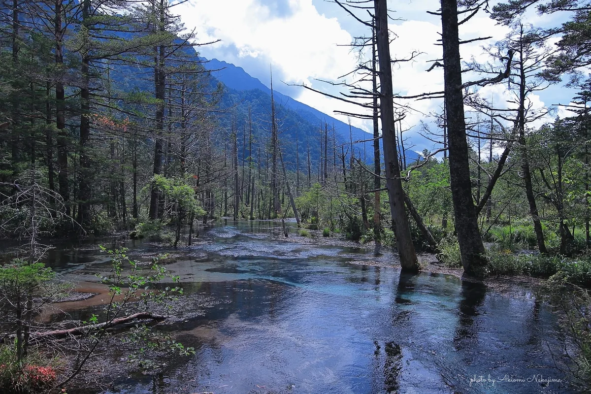 投稿写真：岳沢湿原