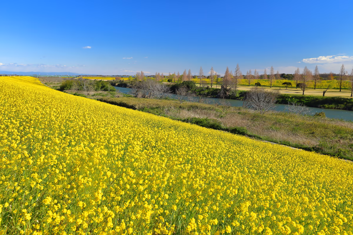 投稿写真：菜の花に囲まれる入間川・荒川