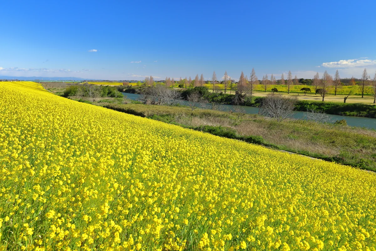 投稿写真：菜の花に囲まれる入間川・荒川