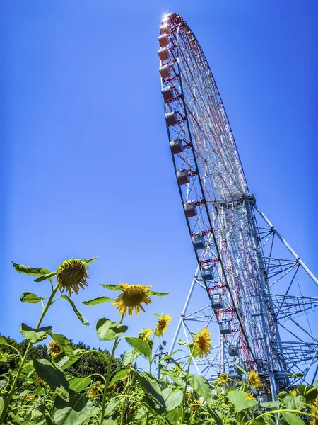 投稿：大観覧車とひまわり