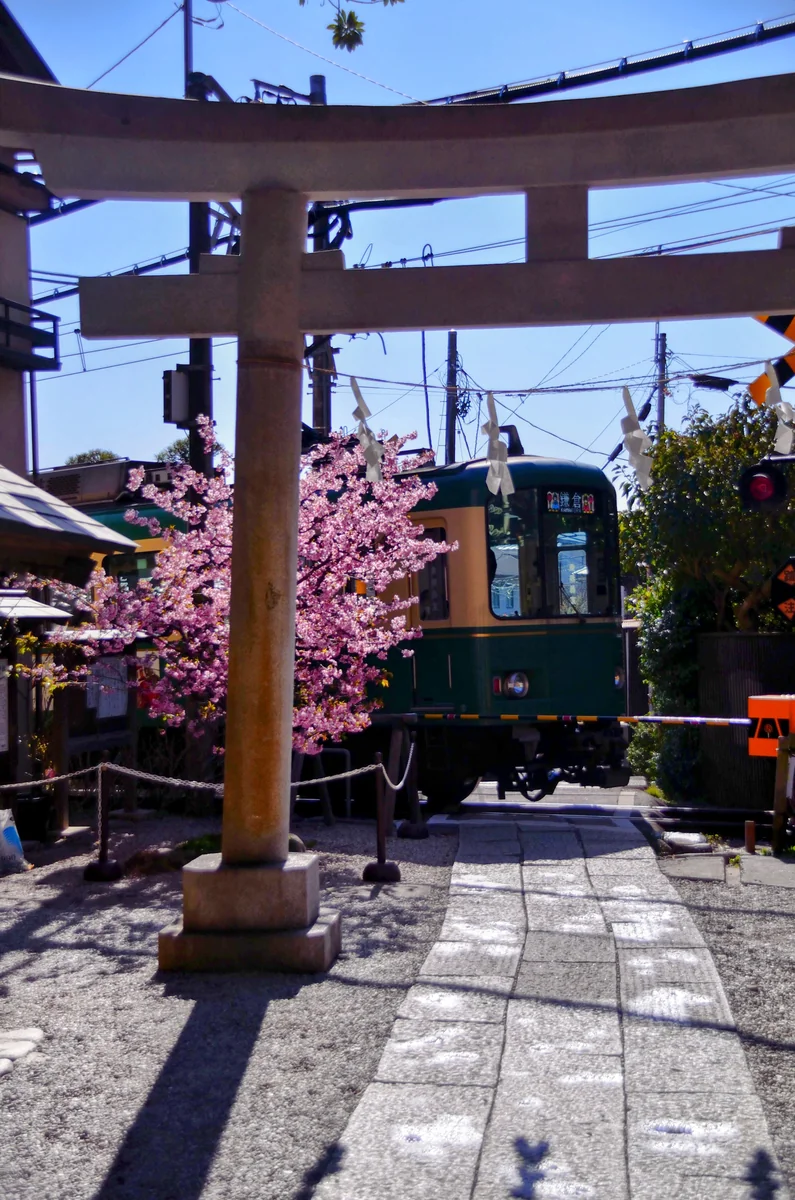 投稿写真：御霊神社踏切　河津桜