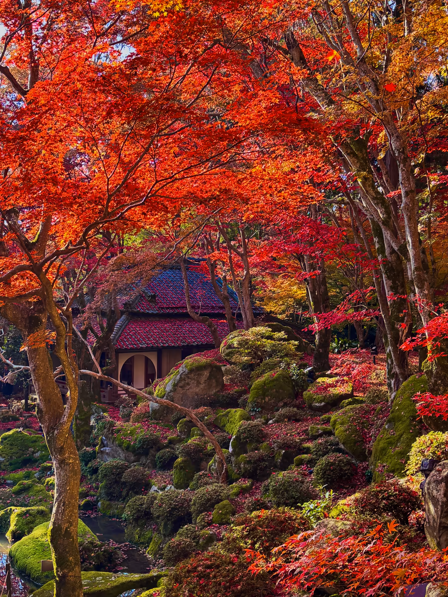 投稿写真：紅葉と苔の絶景🍁教林坊