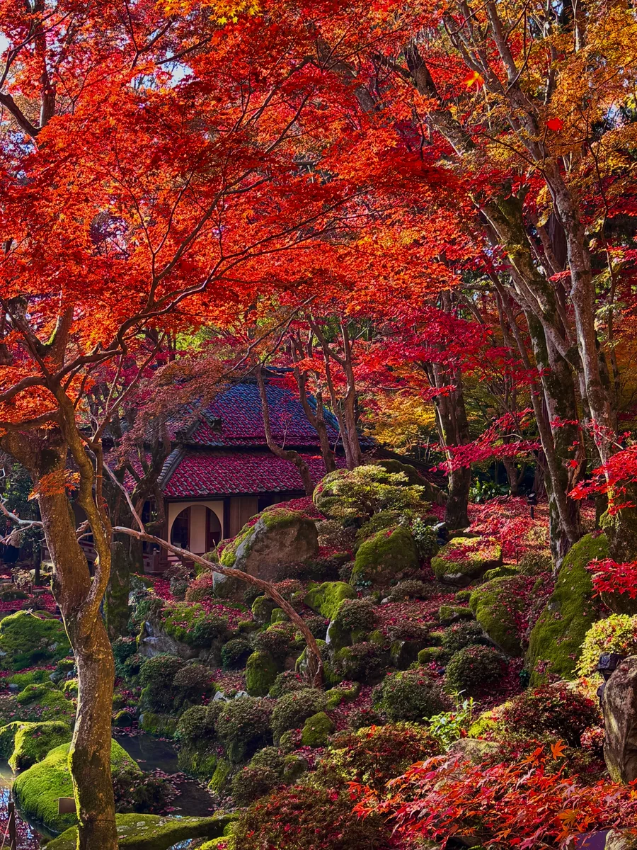 投稿写真：紅葉と苔の絶景🍁教林坊