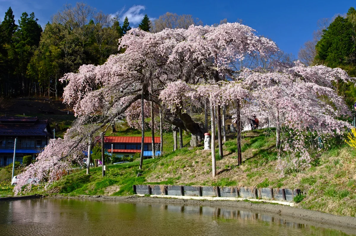 投稿写真：中島の地蔵桜、あでやかなり