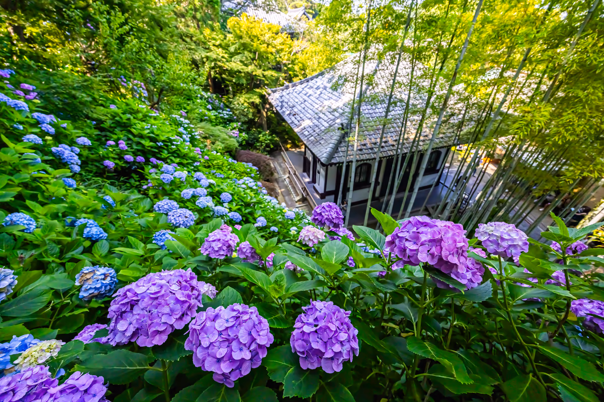 投稿写真：紫陽花寺満開