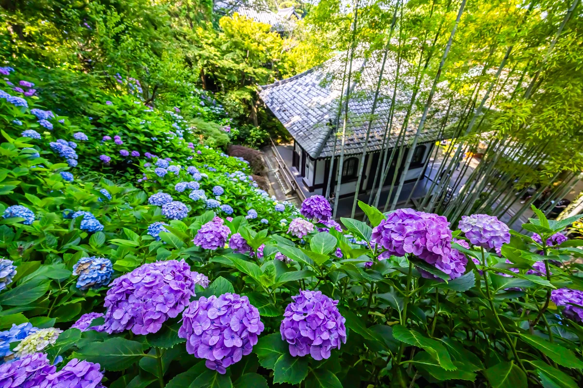投稿写真：紫陽花寺満開