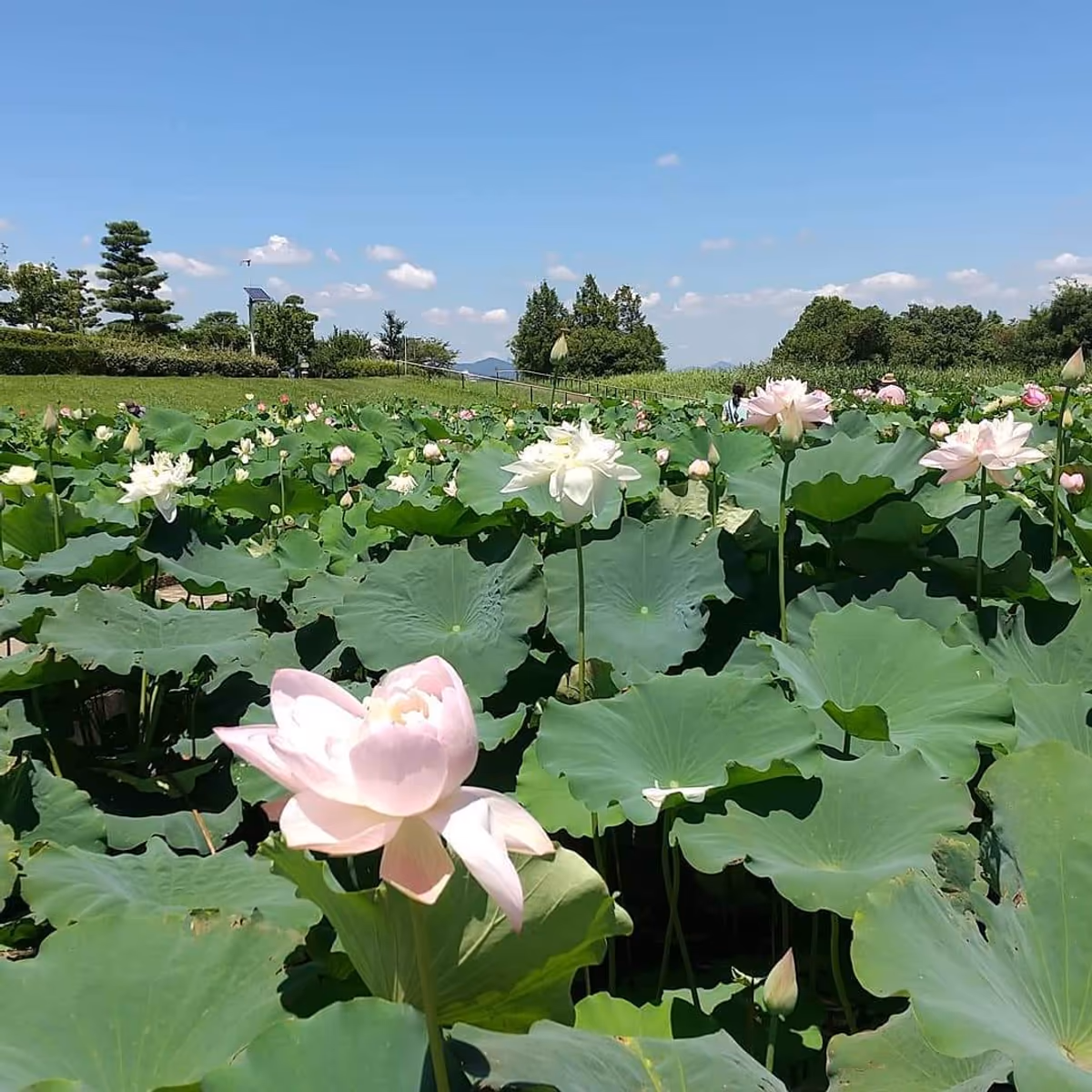 投稿写真：霞ヶ浦の蓮の花