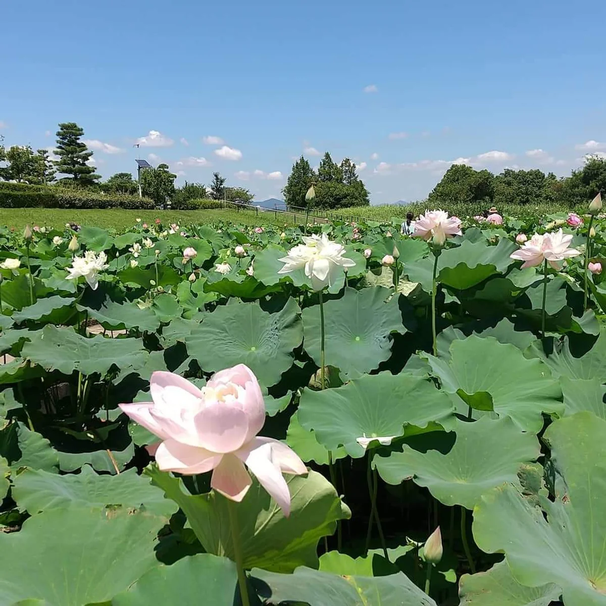 投稿写真：霞ヶ浦の蓮の花