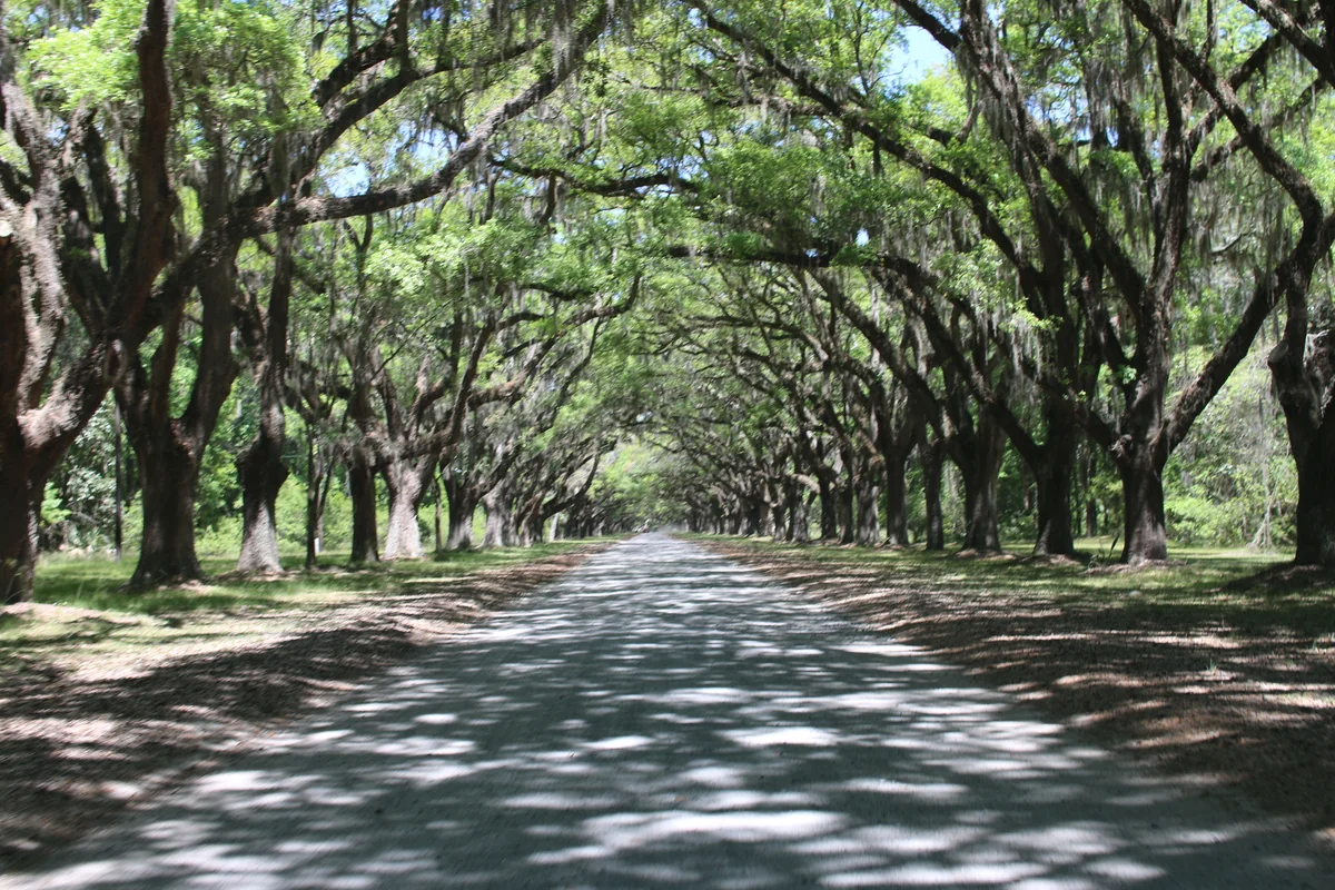 投稿写真：Plantation at Georgia