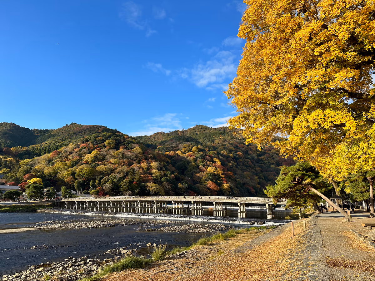 投稿写真：朝の渡月橋