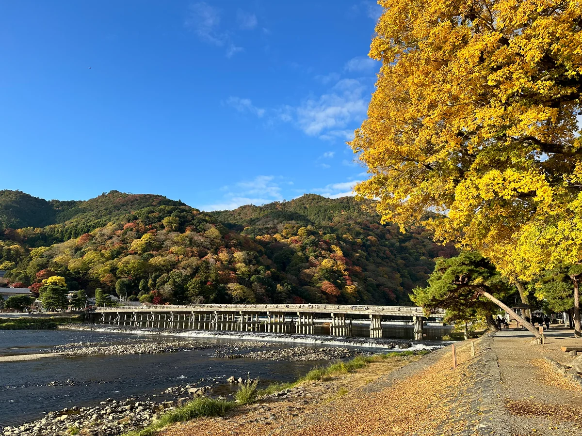 投稿写真：朝の渡月橋