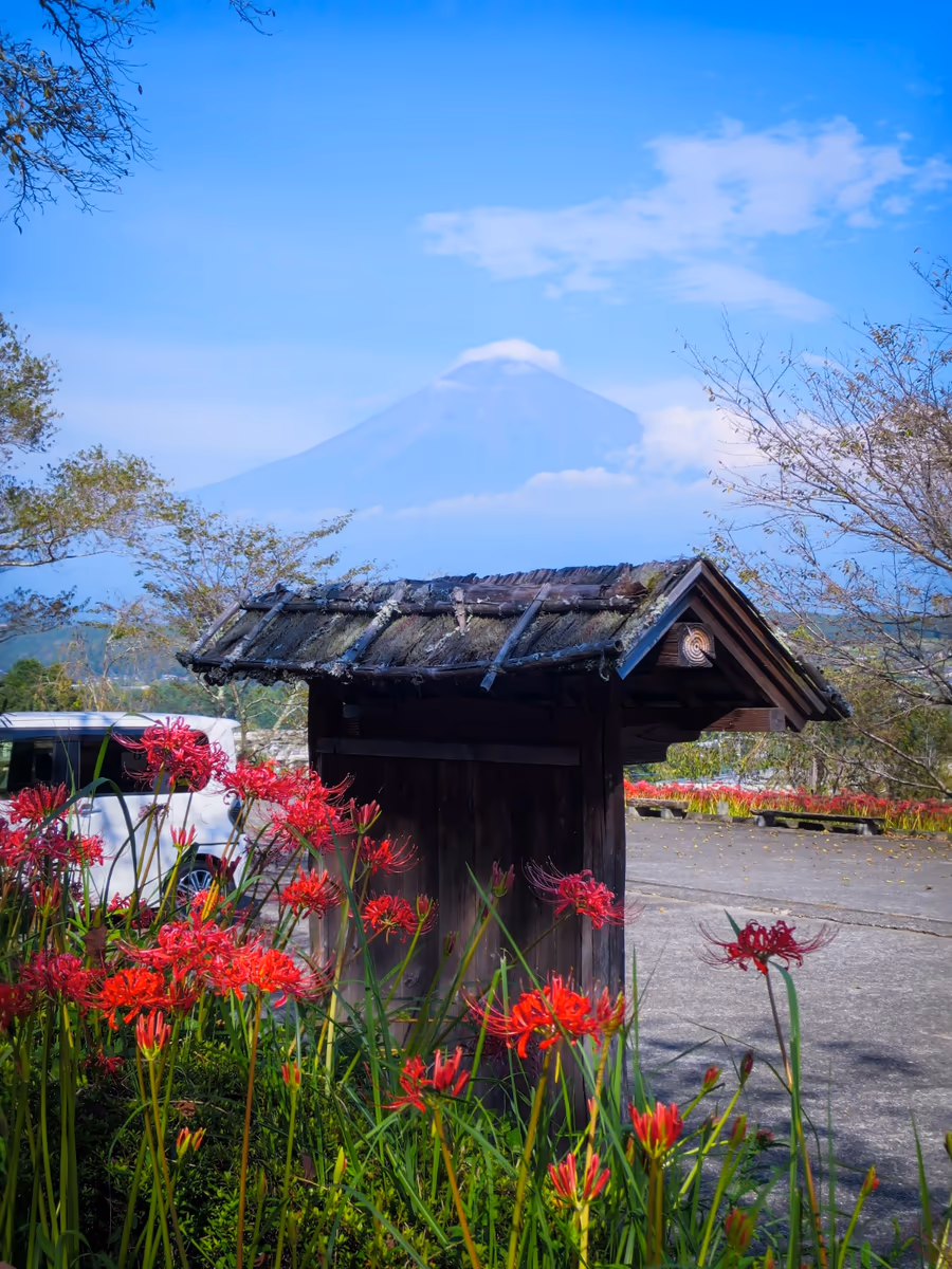 投稿写真：彼岸花と富士山