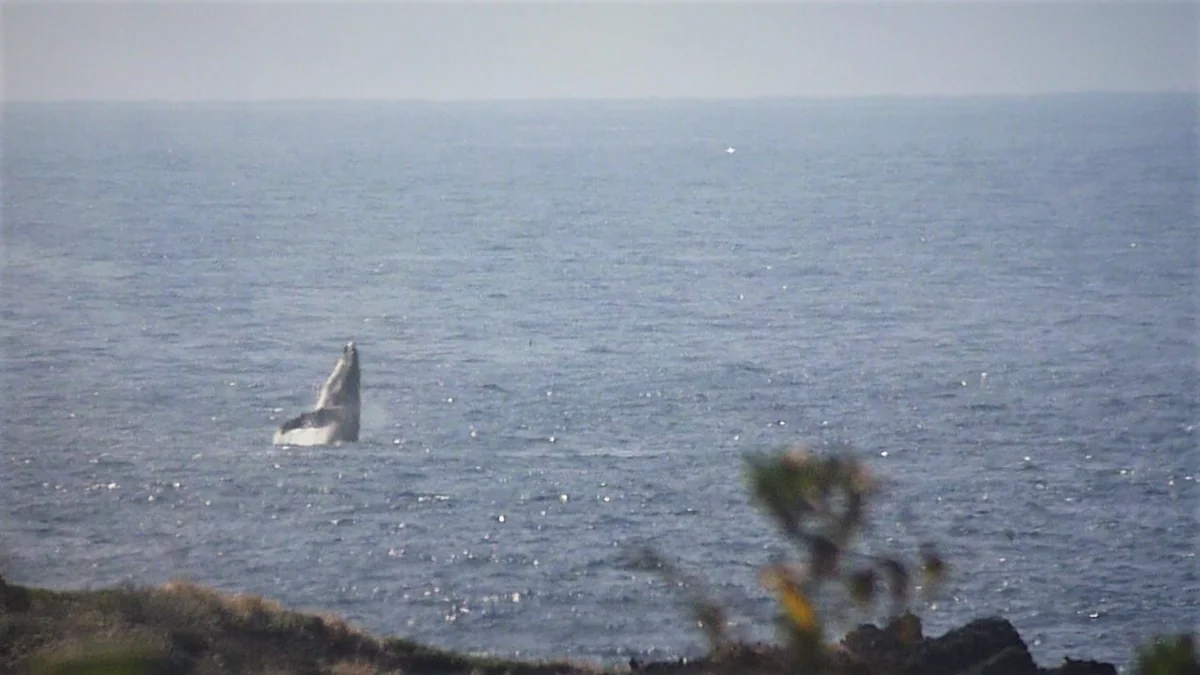 投稿写真：春のザトウクジラ