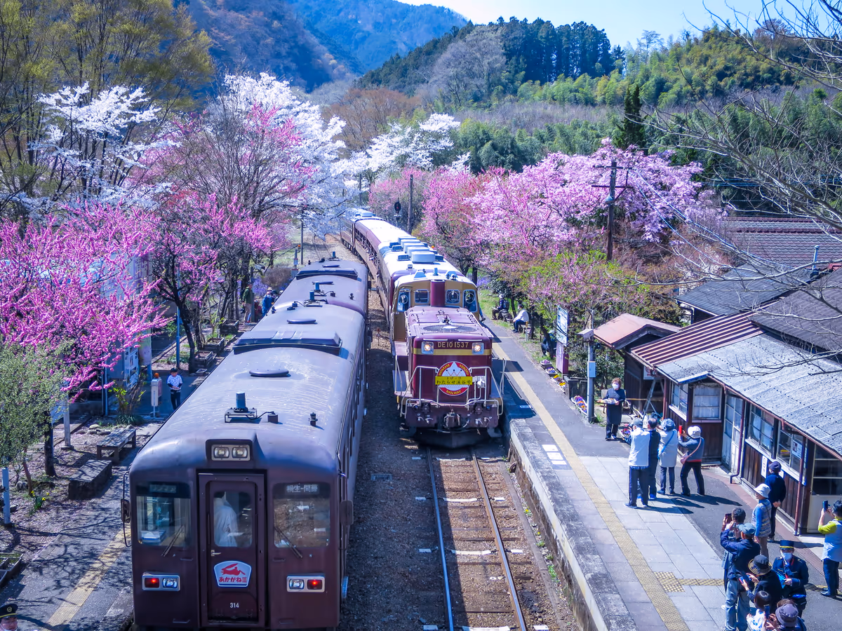 投稿写真：春爛漫の駅に到着したトロッコ渓谷号