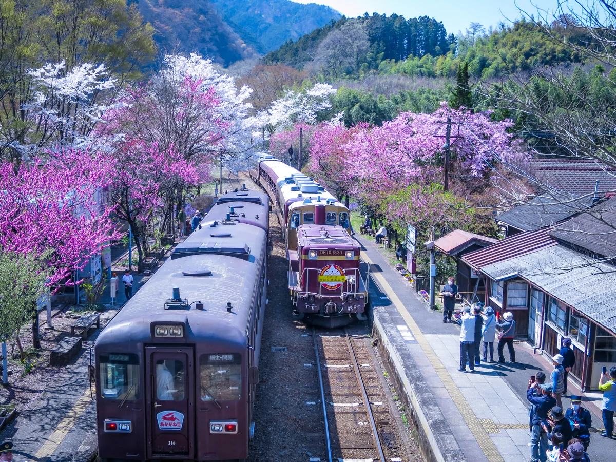 投稿写真：春爛漫の駅に到着したトロッコ渓谷号