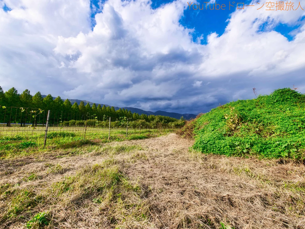 投稿写真：メタセコイア並木の絶景ドローン空撮｜綺麗な紅葉景色関西No1