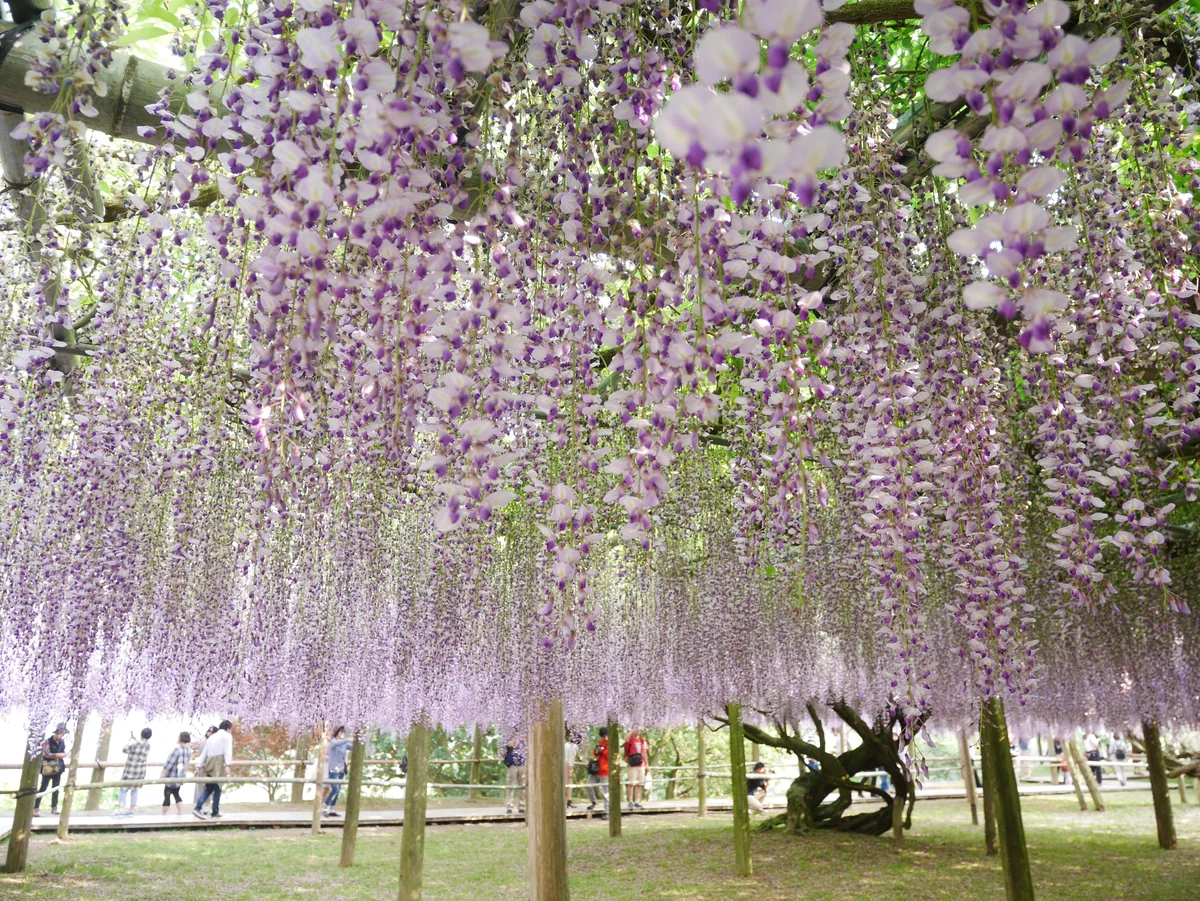 投稿写真：023河内藤園（福岡）