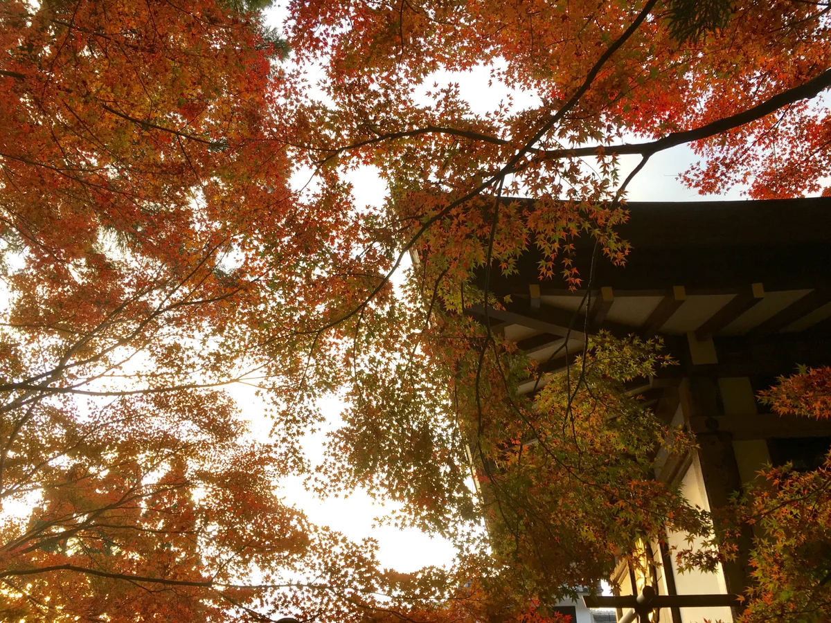 投稿写真：大原三千院
