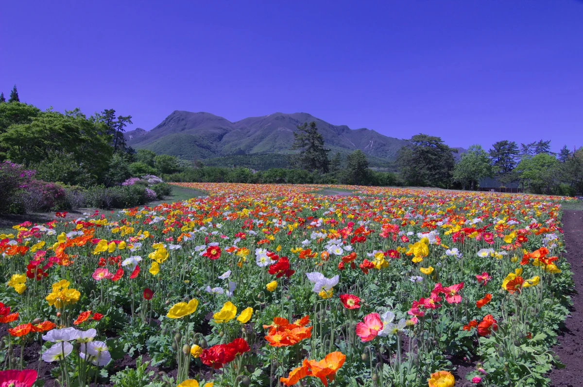 投稿写真：久住山とポピー畑