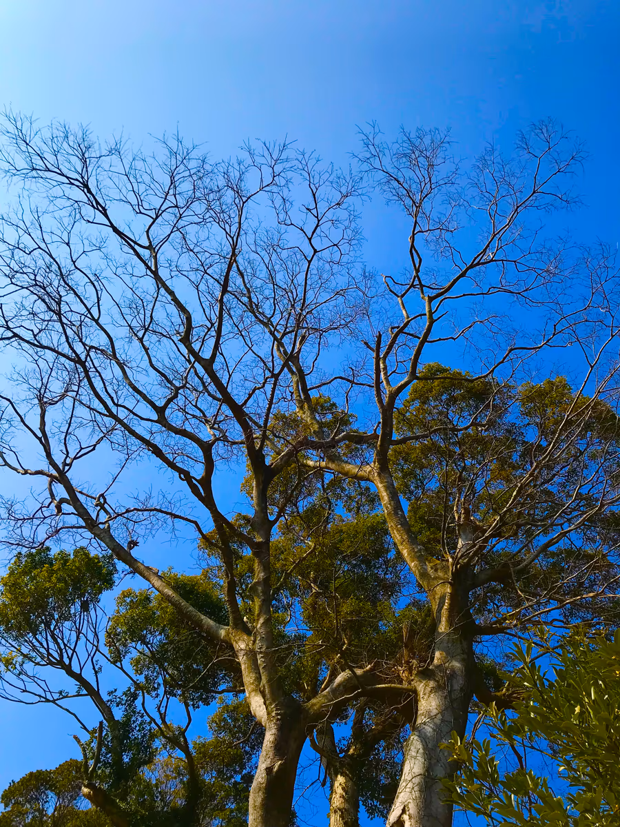 投稿写真：悪巧みは木の上で( ˊ̱˂˃ˋ̱ )