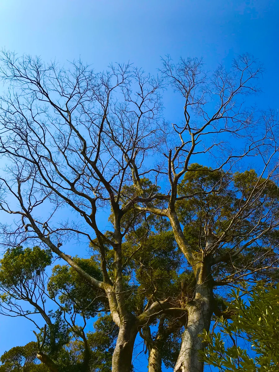 投稿写真：悪巧みは木の上で( ˊ̱˂˃ˋ̱ )